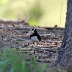 Rhipidura leucophrys (Willie Wagtail) at Point Hut to Tharwa - 12 Oct 2020 by RodDeb