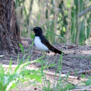 Rhipidura leucophrys at Tuggeranong DC, ACT - 12 Oct 2020