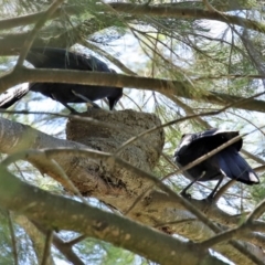 Corcorax melanorhamphos (White-winged Chough) at Gordon, ACT - 12 Oct 2020 by RodDeb