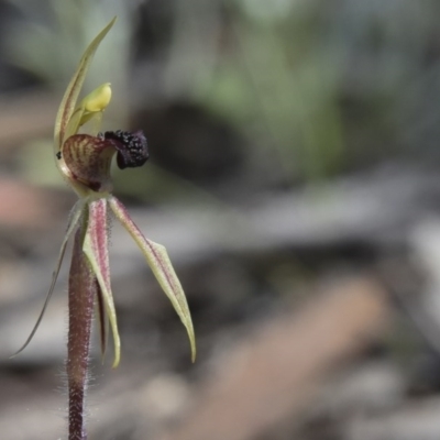 Caladenia actensis (Canberra Spider Orchid) at Majura, ACT - 27 Sep 2020 by MichaelMulvaney