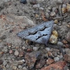 Dichromodes atrosignata (Black-signed Heath Moth ) at Coree, ACT - 12 Oct 2020 by JohnBundock