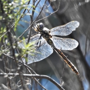 Hemicordulia tau at Coree, ACT - 12 Oct 2020