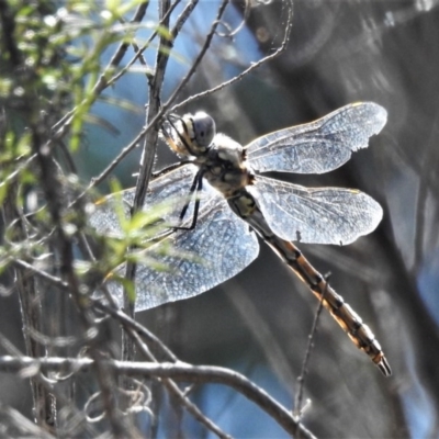 Hemicordulia tau (Tau Emerald) at Coree, ACT - 12 Oct 2020 by JohnBundock