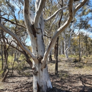 Eucalyptus mannifera at Gundaroo, NSW - 13 Oct 2020