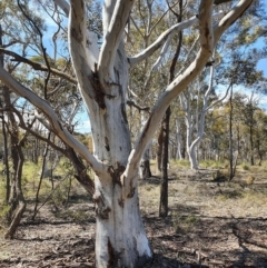 Eucalyptus mannifera (Brittle Gum) at Gundaroo, NSW - 13 Oct 2020 by Gunyijan