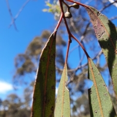 Eucalyptus mannifera at Gundaroo, NSW - 13 Oct 2020