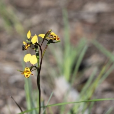 Diuris nigromontana (Black Mountain Leopard Orchid) at Aranda Bushland - 12 Oct 2020 by Tammy