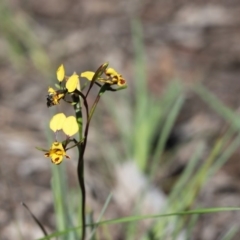 Diuris nigromontana (Black mountain leopard orchid) at Aranda, ACT - 12 Oct 2020 by Tammy