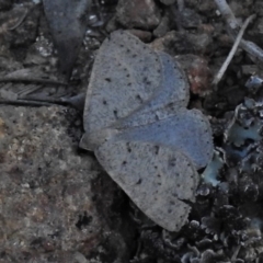 Taxeotis reserata (A Geometer moth) at Coree, ACT - 12 Oct 2020 by JohnBundock