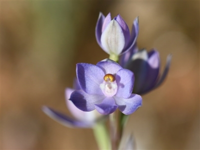 Thelymitra (Genus) (Sun Orchid) at Albury - 13 Oct 2020 by ghardham