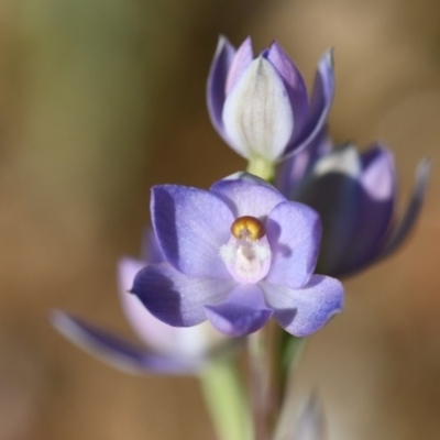 Thelymitra sp. (A Sun Orchid) at Nail Can Hill - 13 Oct 2020 by ghardham