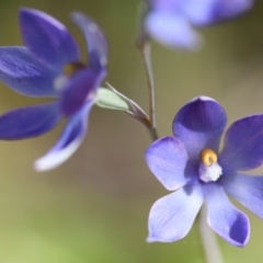 Thelymitra sp. at Albury - suppressed