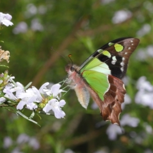 Graphium macleayanum at Acton, ACT - 13 Oct 2020