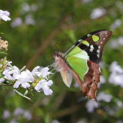 Graphium macleayanum (Macleay's Swallowtail) at Acton, ACT - 12 Oct 2020 by TimL
