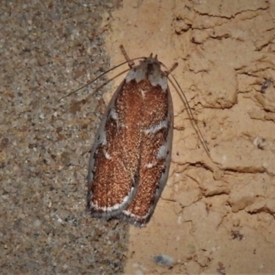 Euchaetis rhizobola (A Concealer moth) at Wanniassa, ACT - 12 Oct 2020 by JohnBundock