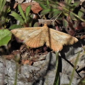 Scopula rubraria at Coree, ACT - 12 Oct 2020 02:56 PM