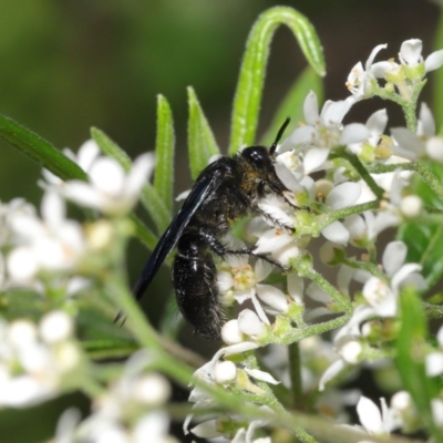 Austroscolia soror (Blue Flower Wasp) at Acton, ACT - 13 Oct 2020 by TimL