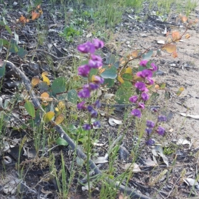 Swainsona recta (Small Purple Pea) at Fadden, ACT - 13 Oct 2020 by Mike