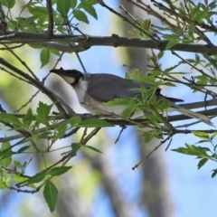 Philemon corniculatus (Noisy Friarbird) at Tuggeranong DC, ACT - 12 Oct 2020 by RodDeb