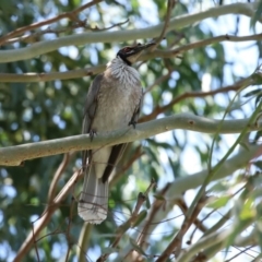 Philemon corniculatus at Tuggeranong DC, ACT - 12 Oct 2020 12:30 PM