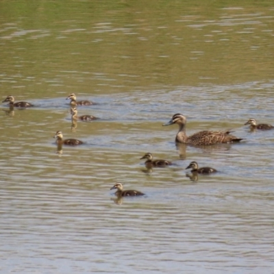 Anas superciliosa (Pacific Black Duck) at Gordon, ACT - 12 Oct 2020 by RodDeb