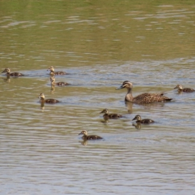 Anas superciliosa (Pacific Black Duck) at Lanyon - northern section A.C.T. - 12 Oct 2020 by RodDeb