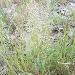 Aira elegantissima (Delicate Hairgrass) at Fraser, ACT - 13 Oct 2020 by trevorpreston