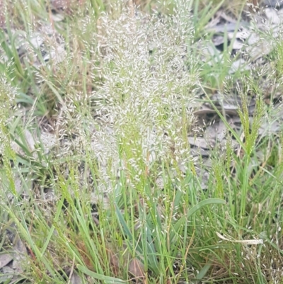 Aira elegantissima (Delicate Hairgrass) at Dunlop Grasslands - 13 Oct 2020 by tpreston