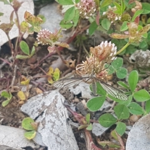 Geranomyia sp. (genus) at Fraser, ACT - 13 Oct 2020