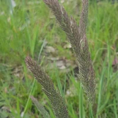 Holcus lanatus (Yorkshire Fog) at Dunlop Grasslands - 13 Oct 2020 by tpreston