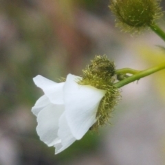Drosera gunniana (Pale Sundew) at Fraser, ACT - 13 Oct 2020 by trevorpreston