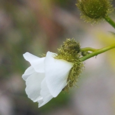 Drosera gunniana (Pale Sundew) at Fraser, ACT - 13 Oct 2020 by trevorpreston