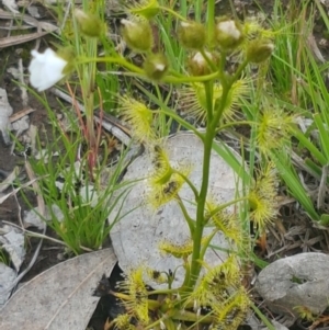 Drosera gunniana at Fraser, ACT - 13 Oct 2020