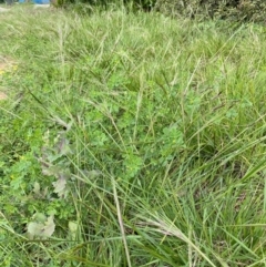 Nassella neesiana (Chilean Needlegrass) at Dickson, ACT - 12 Oct 2020 by Anne