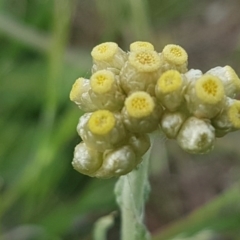 Pseudognaphalium luteoalbum (Jersey Cudweed) at Dunlop Grasslands - 13 Oct 2020 by tpreston