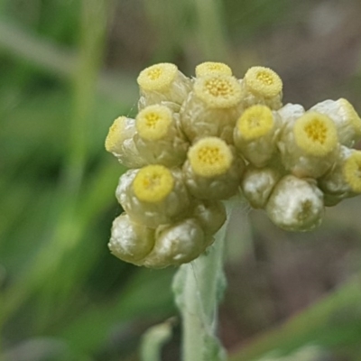 Pseudognaphalium luteoalbum (Jersey Cudweed) at Fraser, ACT - 13 Oct 2020 by trevorpreston
