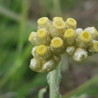 Pseudognaphalium luteoalbum (Jersey Cudweed) at Dunlop Grasslands - 13 Oct 2020 by tpreston