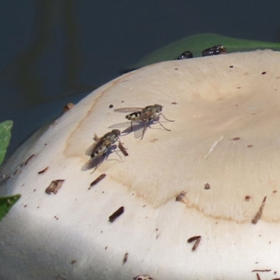 Unidentified Other true fly at Gordon, ACT - 12 Oct 2020 by RodDeb