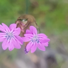 Petrorhagia nanteuilii (Proliferous Pink, Childling Pink) at Fraser, ACT - 13 Oct 2020 by tpreston