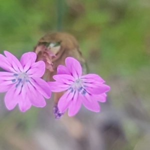 Petrorhagia nanteuilii at Fraser, ACT - 13 Oct 2020