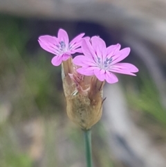 Petrorhagia nanteuilii at Fraser, ACT - 13 Oct 2020