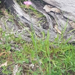 Petrorhagia nanteuilii at Fraser, ACT - 13 Oct 2020