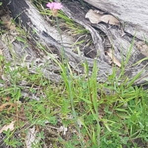 Petrorhagia nanteuilii at Fraser, ACT - 13 Oct 2020