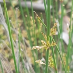 Juncus (genus) (A Rush) at Dunlop, ACT - 13 Oct 2020 by trevorpreston