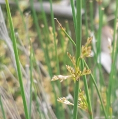 Juncus sp. (A Rush) at Dunlop Grasslands - 13 Oct 2020 by tpreston