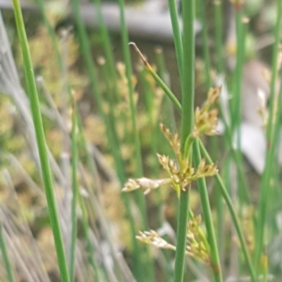 Juncus (genus) (A Rush) at Dunlop, ACT - 13 Oct 2020 by trevorpreston