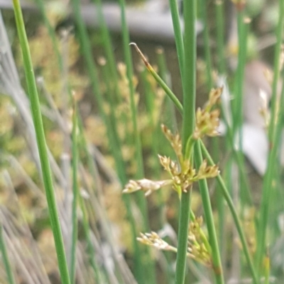 Juncus sp. (A Rush) at Dunlop Grasslands - 13 Oct 2020 by tpreston