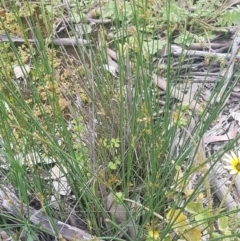 Juncus sp. at Dunlop, ACT - 13 Oct 2020