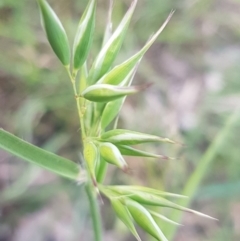 Rytidosperma sp. (Wallaby Grass) at Fraser, ACT - 13 Oct 2020 by tpreston