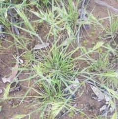 Rytidosperma sp. at Fraser, ACT - 13 Oct 2020